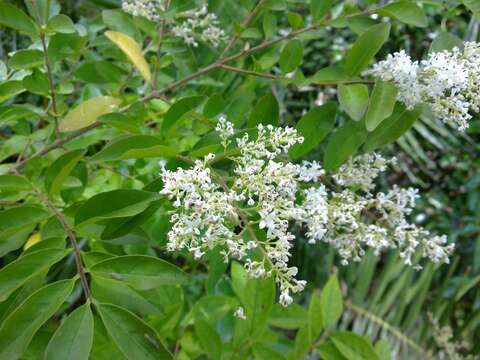 Image of Chinese privet