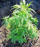 Imagem de Cannabis sativa subsp. indica (Lam.) E. Small & A. Cronquist