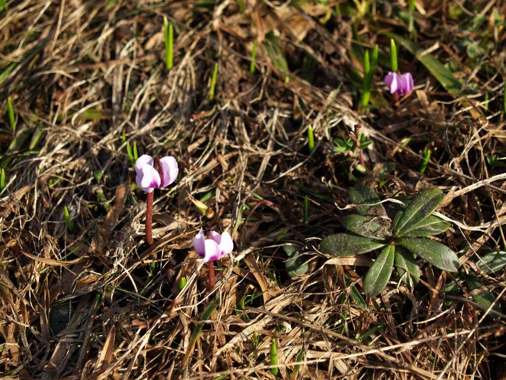 Image of Cyclamen coum subsp. parviflorum (Pobed.) Ietsw.