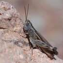 Plancia ëd Ramburiella (Ramburiella) hispanica (Rambur 1838)