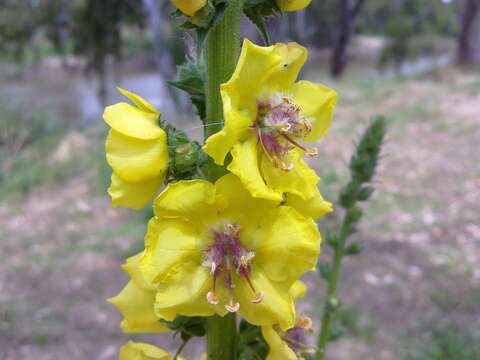 Image of wand mullein