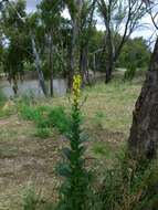 Image of wand mullein