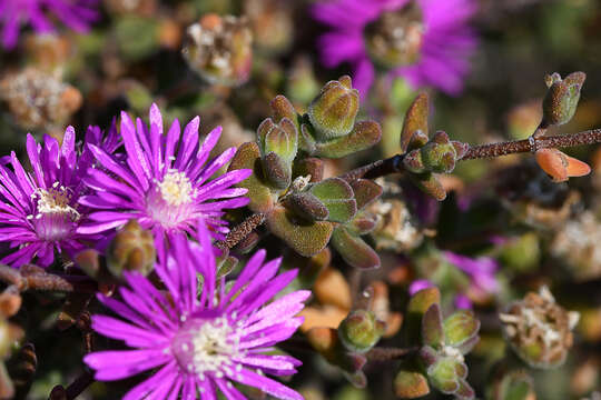 Imagem de Drosanthemum dipageae H. E. K. Hartmann