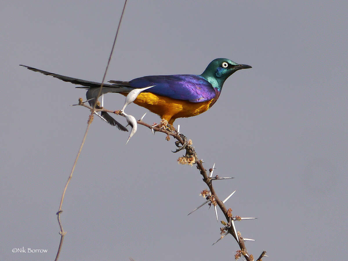 Image of Golden-breasted Starling