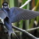 Hirundo albigularis Strickland 1849 resmi