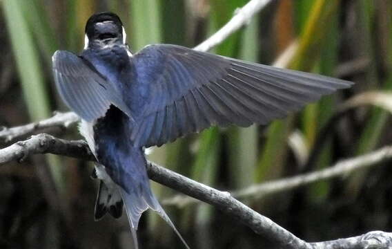 Imagem de Hirundo albigularis Strickland 1849