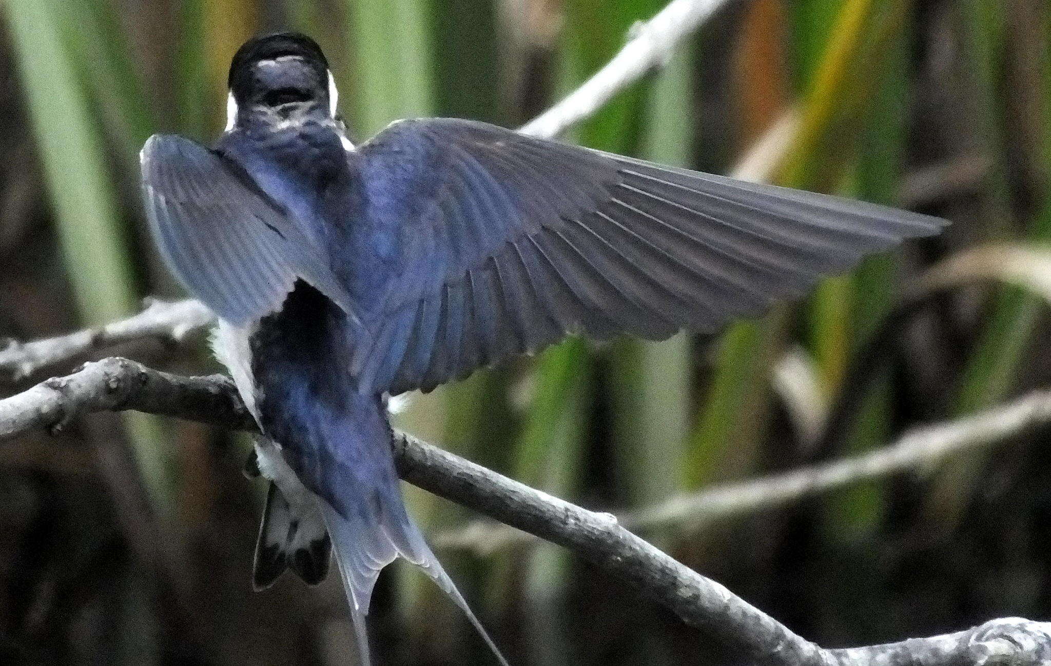 Image of White-throated Swallow