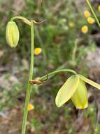 Image de Albuca cooperi Baker