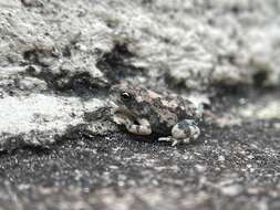 Image of Günther’s toad or rock toad