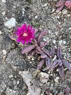 Image of Delosperma repens L. Bol.