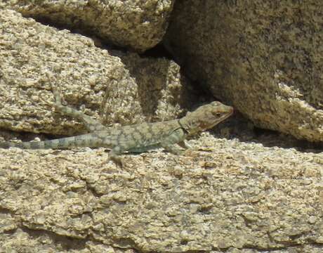 Image of Banded Rock Lizard