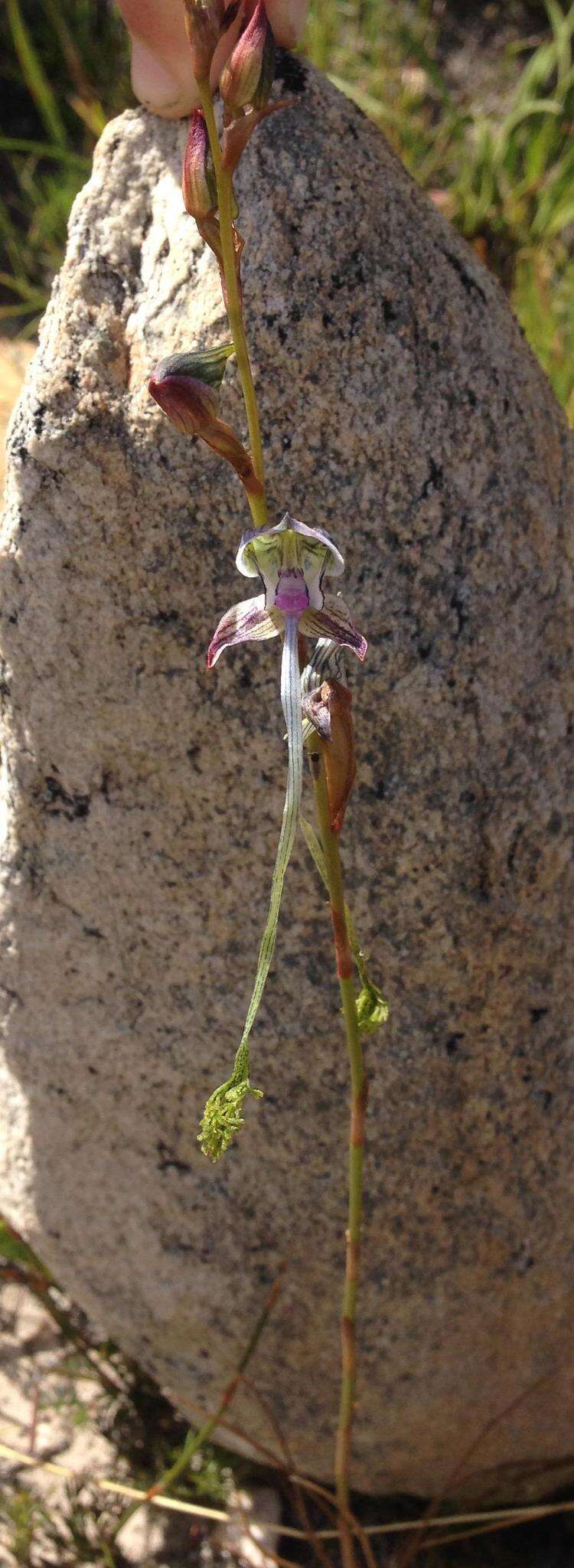 Image of Disa multifida Lindl.