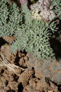 صورة Lomatium ravenii var. paiutense K. M. Carlson & Mansfield