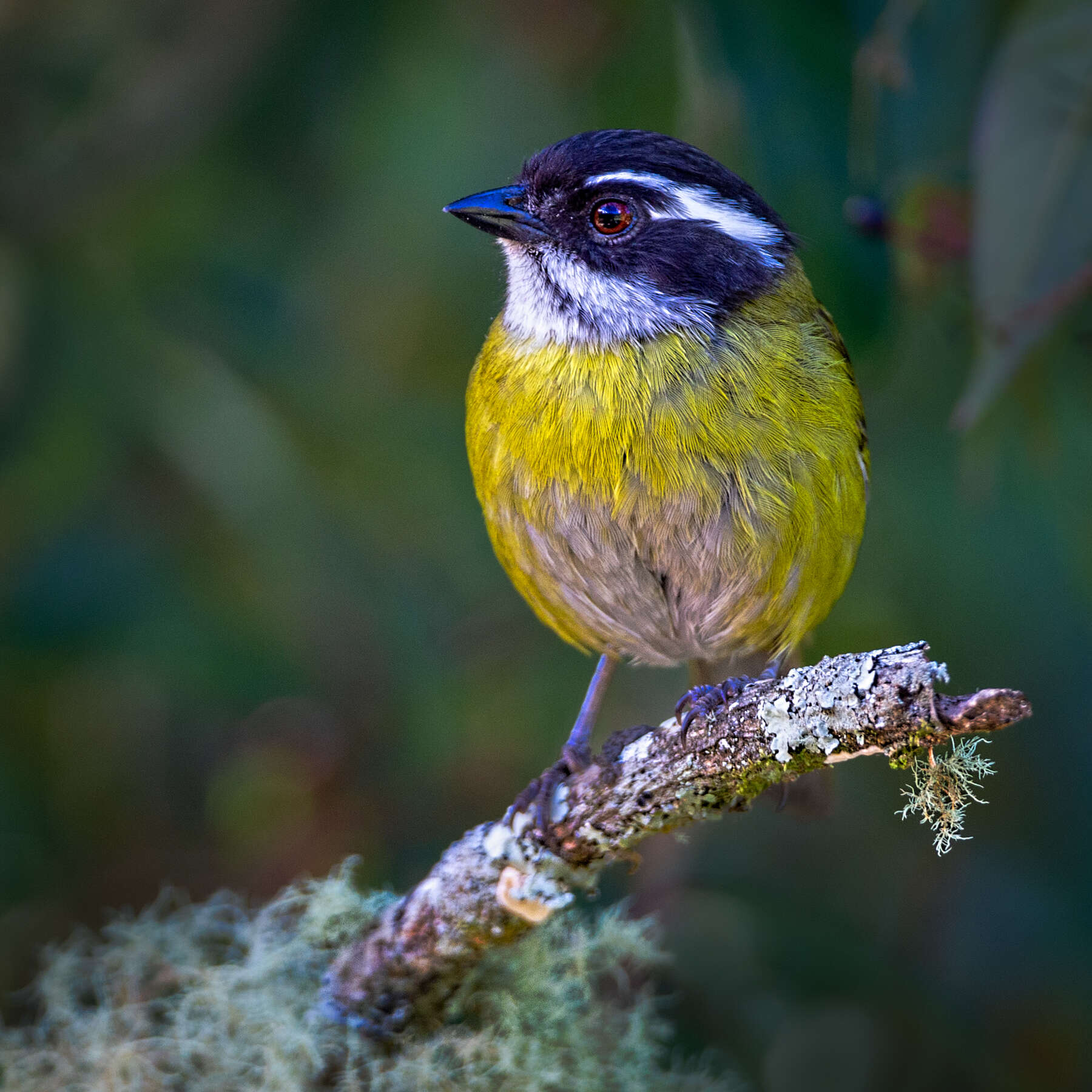 Image of Sooty-capped Bush Tanager