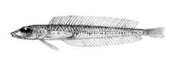 Image of Hemerocoetes pauciradiatus Regan 1914