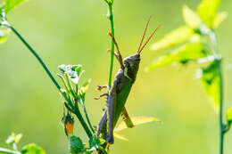 Image of Coryacris angustipennis (Bruner & L. 1900)