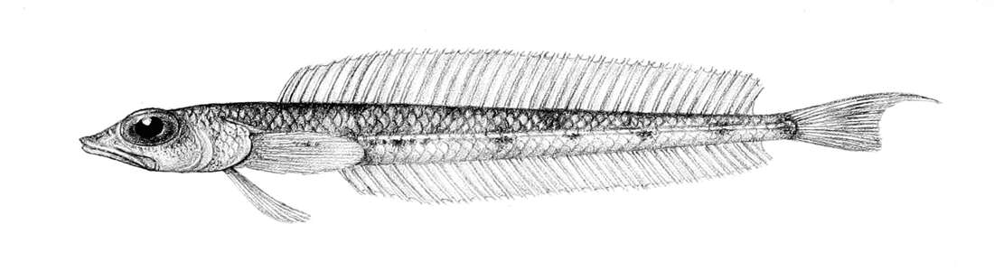 Image of Hemerocoetes macrophthalmus Regan 1914