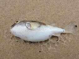 Image of Halstead's Toadfish