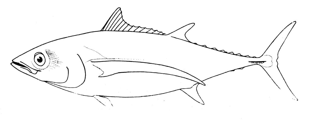 Image of Albacore Fish