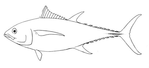 Image of Allison's Tuna