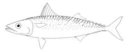 Image of Pacific Chub Mackerel