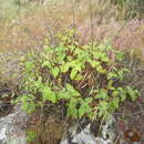 Image of Santa Catalina figwort
