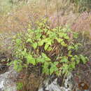 Scrophularia villosa Pennell ex Millsp. & Nuttall resmi