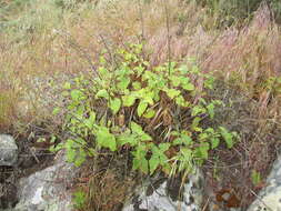 Imagem de Scrophularia villosa Pennell ex Millsp. & Nuttall