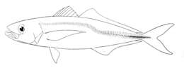 Image of Jack Mackerel