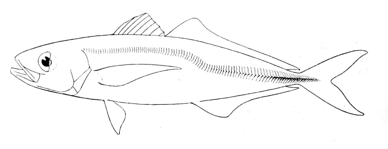 Image of Jack Mackerel