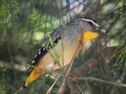 Image of Spotted Pardalote