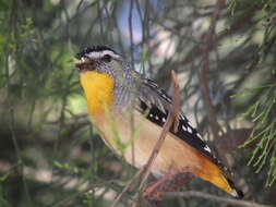 Image of Spotted Pardalote