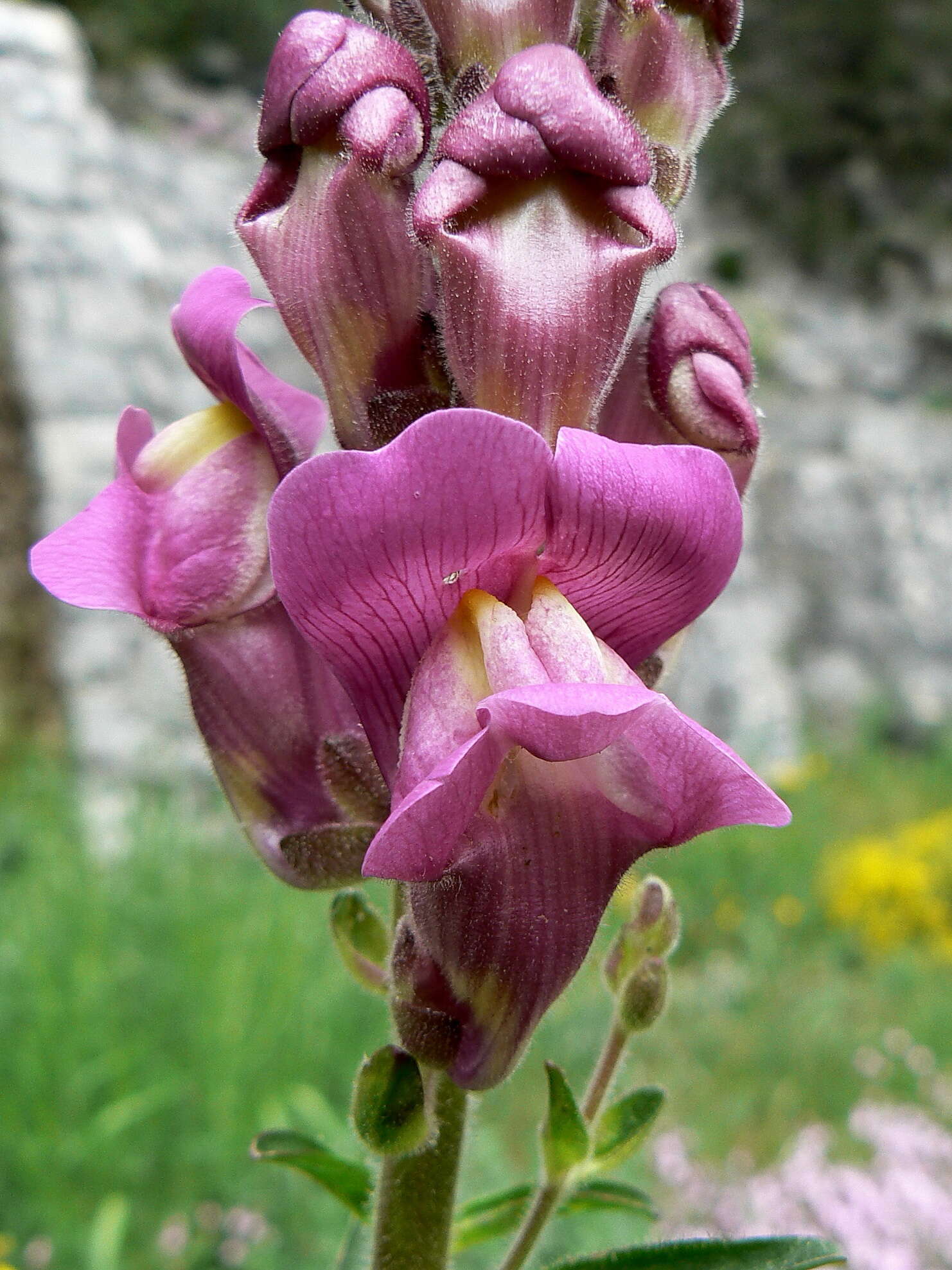 Plancia ëd Antirrhinum majus L.