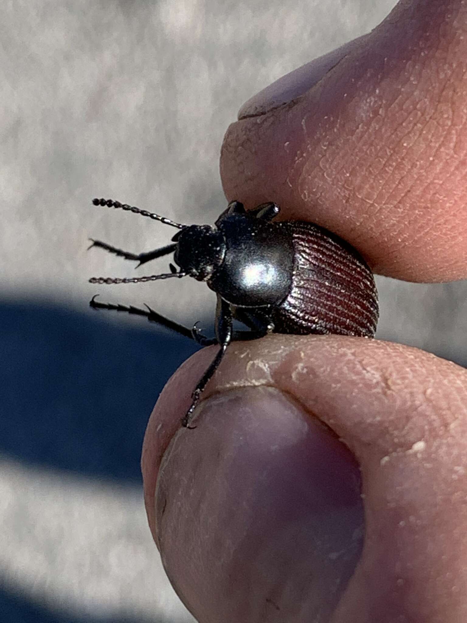 Imagem de Eleodes (Melaneleodes) carbonaria obsoleta (Say 1824)