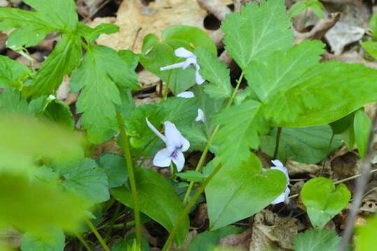 Imagem de Viola rostrata Pursh