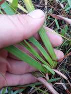 Image of Louisiana Yellow-Eyed-Grass