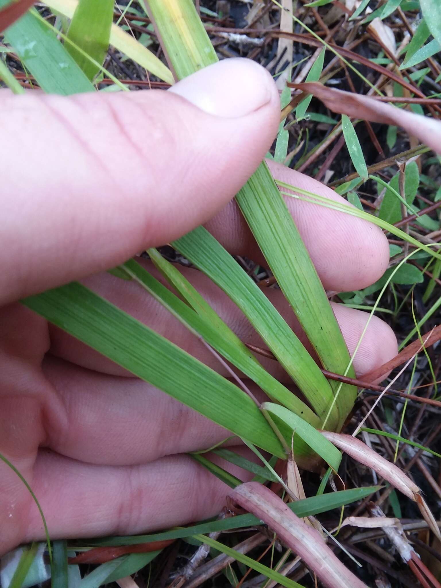 Image of Louisiana Yellow-Eyed-Grass