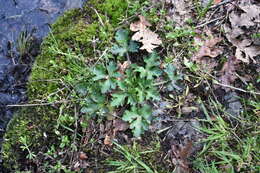 Image of Pacific blacksnakeroot