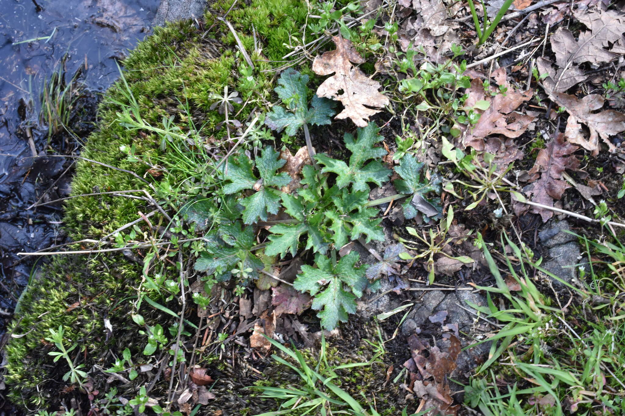 Image of Pacific blacksnakeroot