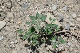 Image of Chenopodium sosnowskyi Kapeller