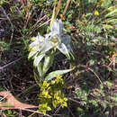 Plancia ëd Chloraea magellanica Hook. fil.