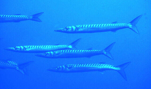 Image of Yellow Barracuda