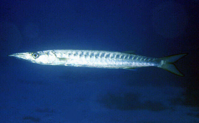 Image of Yellow Barracuda