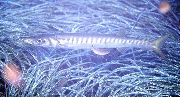 Image of Yellow Barracuda