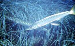 Image of Yellow Barracuda