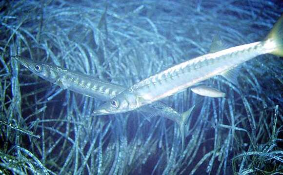 Image of Yellow Barracuda