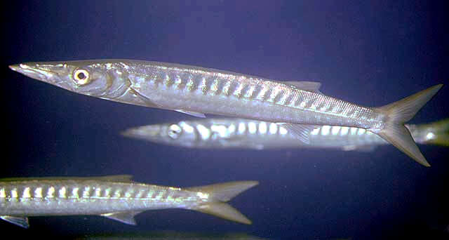 Image of Yellow Barracuda