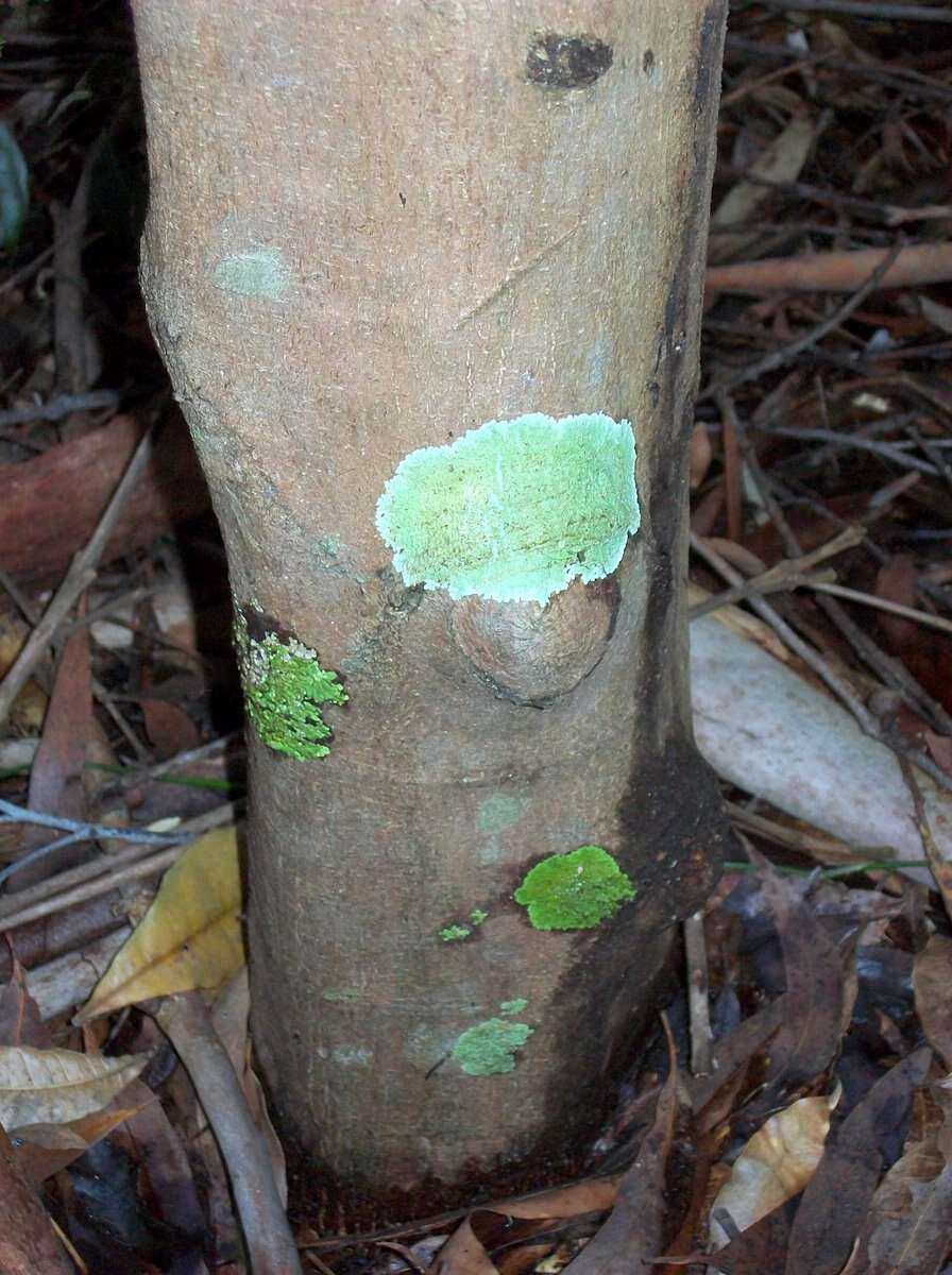 Image of Acronychia pubescens (Bailey) C. White