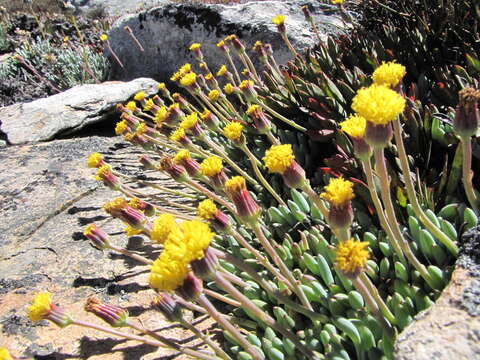 Image of Curio repens (L.) P. V. Heath