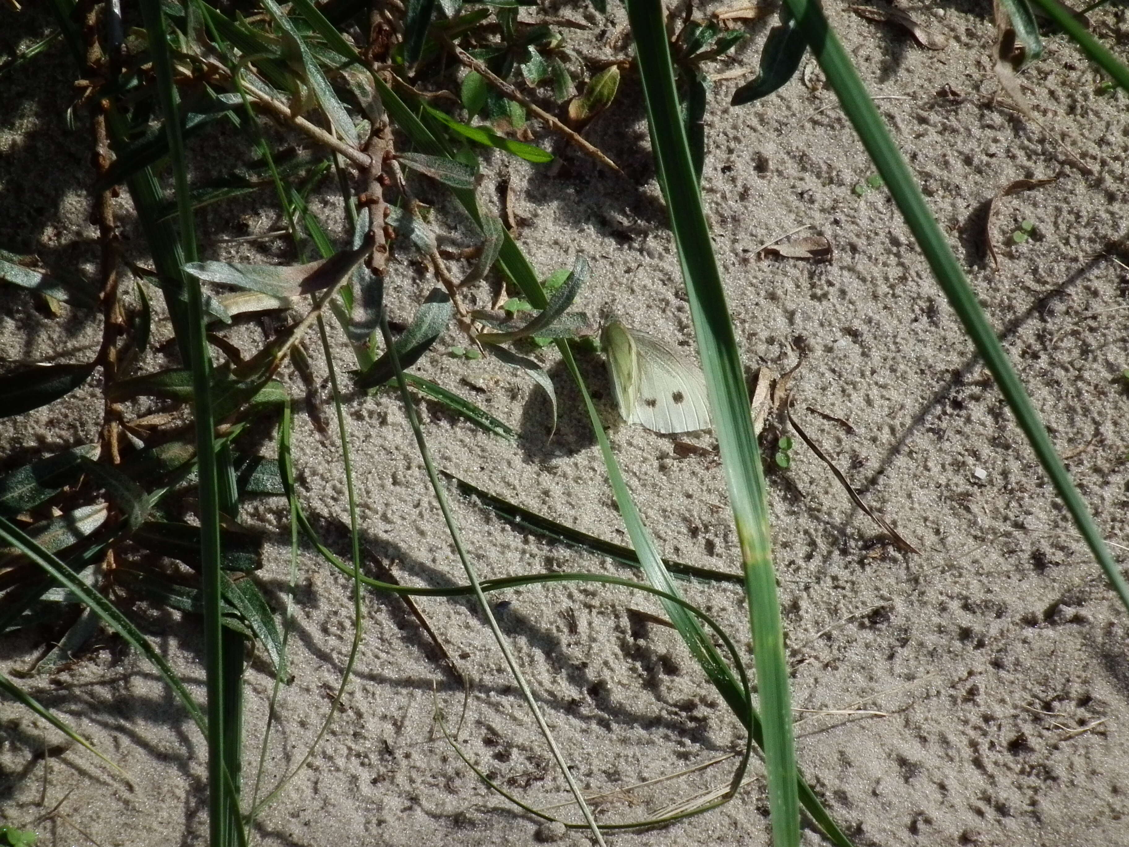 Image of small white